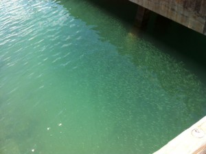 nicos-pier
