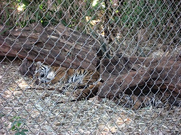 Baby tigers