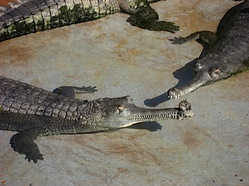 gharials