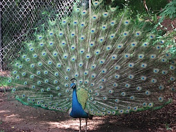 peacock