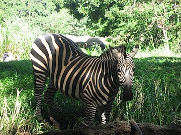 zebra