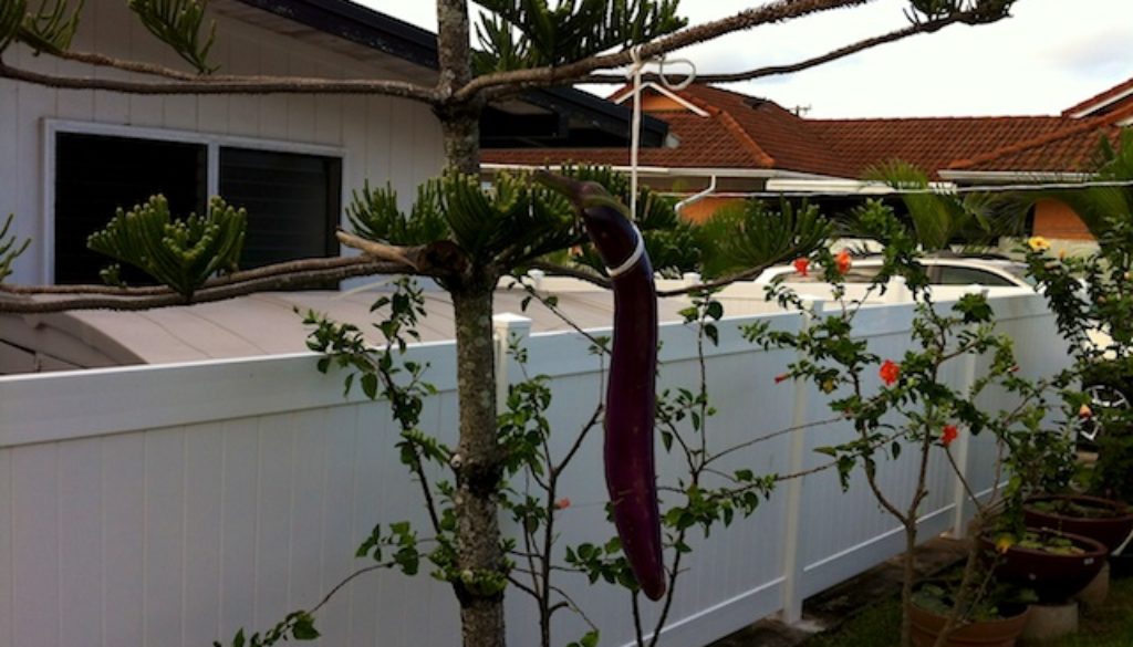 hanging-eggplant