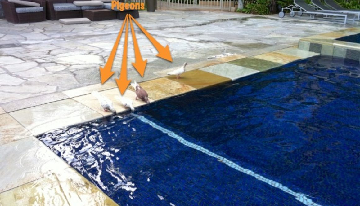 bird-pool1.jpg