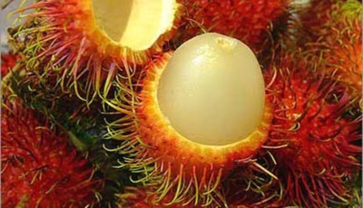 01_rambutan