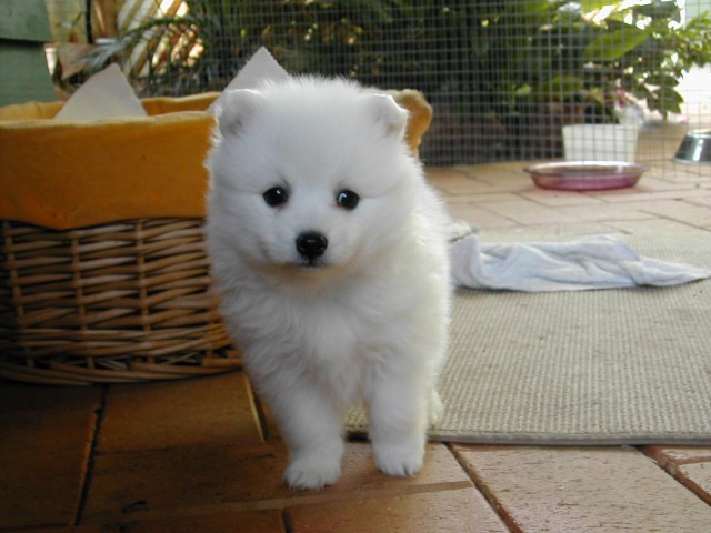 Japanese Spitz