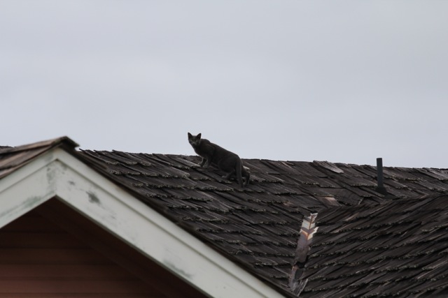 Cat on a roof