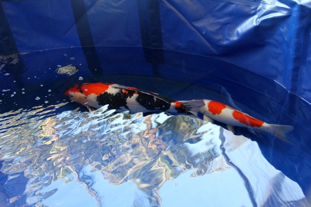 The one on the right is about the size found in Ala Moana ponds