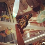 Flutter Flyaway