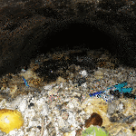 Fatbergs, I Would Like to See One fatberg