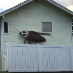 halloween-roach